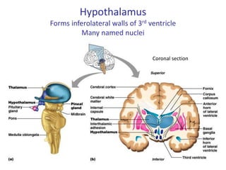 Hypothalamus
Forms inferolateral walls of 3rd ventricle
Many named nuclei
Coronal section
 