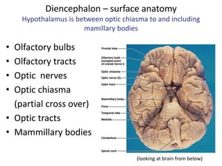 Diencephalon – surface anatomy
Hypothalamus is between optic chiasma to and including
mamillary bodies
• Olfactory bulbs
• Olfactory tracts
• Optic nerves
• Optic chiasma
(partial cross over)
• Optic tracts
• Mammillary bodies
(looking at brain from below)
 