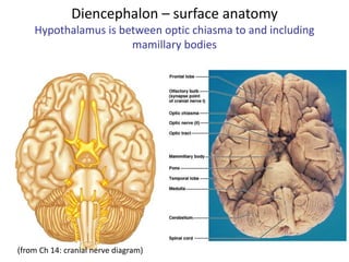 Diencephalon – surface anatomy
Hypothalamus is between optic chiasma to and including
mamillary bodies
(from Ch 14: cranial nerve diagram)
 