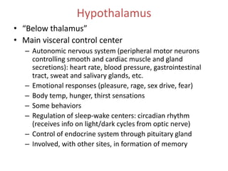 Hypothalamus
• “Below thalamus”
• Main visceral control center
– Autonomic nervous system (peripheral motor neurons
controlling smooth and cardiac muscle and gland
secretions): heart rate, blood pressure, gastrointestinal
tract, sweat and salivary glands, etc.
– Emotional responses (pleasure, rage, sex drive, fear)
– Body temp, hunger, thirst sensations
– Some behaviors
– Regulation of sleep-wake centers: circadian rhythm
(receives info on light/dark cycles from optic nerve)
– Control of endocrine system through pituitary gland
– Involved, with other sites, in formation of memory
 