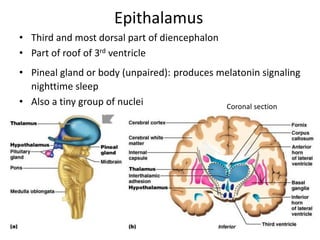 Epithalamus
• Third and most dorsal part of diencephalon
• Part of roof of 3rd ventricle
• Pineal gland or body (unpaired): produces melatonin signaling
nighttime sleep
• Also a tiny group of nuclei Coronal section
 