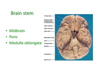 Brain stem
• Midbrain
• Pons
• Medulla oblongata
 