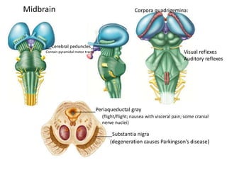 __Cerebral peduncles____
Contain pyramidal motor tracts
Corpora quadrigemina:
Visual reflexes
Auditory reflexes
Midbrain
______Substantia nigra
(degeneration causes Parkingson’s disease)
_______Periaqueductal gray
(flight/flight; nausea with visceral pain; some cranial
nerve nuclei)
 