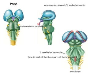__Middle cerebellar peduncles_
Pons
3 cerebellar peduncles__
Also contains several CN and other nuclei
(one to each of the three parts of the brain stem)
Dorsal view
 