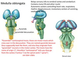 Medulla oblongata
Relays sensory info to cerebral cortex and cerebellum
Contains many CN and other nuclei
Autonomic centers controlling heart rate, respiratory
rhythm, blood pressure; involuntary centers of vomiting,
swallowing, etc.
Dorsal view
_______Pyramids
____pyramidal decussation
“Pyramidal”=corticospinal tracts; these are motor tracts which
cross over in the decussation. They are named pyramids because
they supposedly look like them, and also they originate from
“pyramidal” neurons in the motor cortex. The tracts have the
name of origin 1st, therefore “corticospinal” tells you they go
from the cortex (“cortico-”) to the spinal cord (“-spinal”)
see later slides
 