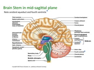 Brain Stem in mid-sagittal plane
Note cerebral aqueduct and fourth ventricle*
*
*
 
