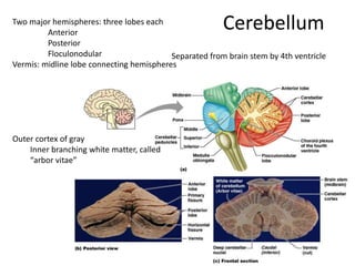 CerebellumTwo major hemispheres: three lobes each
Anterior
Posterior
Floculonodular
Vermis: midline lobe connecting hemispheres
Outer cortex of gray
Inner branching white matter, called
“arbor vitae”
Separated from brain stem by 4th ventricle
 