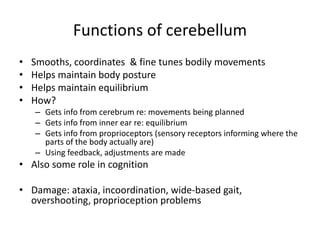 Functions of cerebellum
• Smooths, coordinates & fine tunes bodily movements
• Helps maintain body posture
• Helps maintain equilibrium
• How?
– Gets info from cerebrum re: movements being planned
– Gets info from inner ear re: equilibrium
– Gets info from proprioceptors (sensory receptors informing where the
parts of the body actually are)
– Using feedback, adjustments are made
• Also some role in cognition
• Damage: ataxia, incoordination, wide-based gait,
overshooting, proprioception problems
 