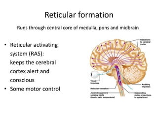 Reticular formation
Runs through central core of medulla, pons and midbrain
• Reticular activating
system (RAS):
keeps the cerebral
cortex alert and
conscious
• Some motor control
 