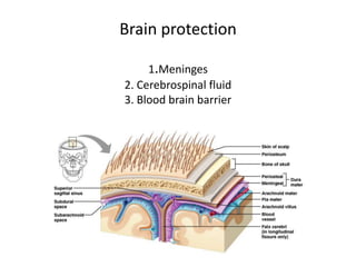Brain protection
1.Meninges
2. Cerebrospinal fluid
3. Blood brain barrier
 