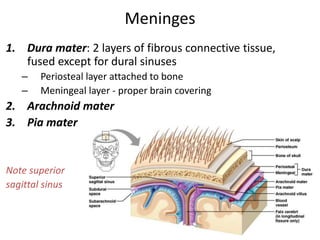 Meninges
1. Dura mater: 2 layers of fibrous connective tissue,
fused except for dural sinuses
– Periosteal layer attached to bone
– Meningeal layer - proper brain covering
2. Arachnoid mater
3. Pia mater
Note superior
sagittal sinus
 