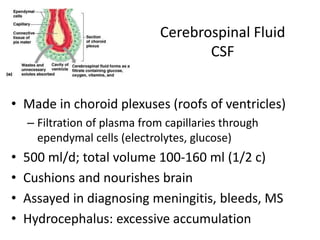 Cerebrospinal Fluid
CSF
• Made in choroid plexuses (roofs of ventricles)
– Filtration of plasma from capillaries through
ependymal cells (electrolytes, glucose)
• 500 ml/d; total volume 100-160 ml (1/2 c)
• Cushions and nourishes brain
• Assayed in diagnosing meningitis, bleeds, MS
• Hydrocephalus: excessive accumulation
 