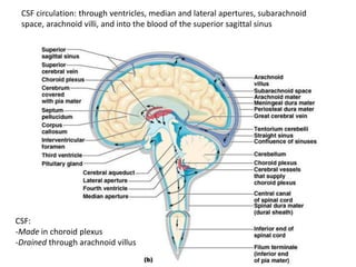 CSF circulation: through ventricles, median and lateral apertures, subarachnoid
space, arachnoid villi, and into the blood of the superior sagittal sinus
CSF:
-Made in choroid plexus
-Drained through arachnoid villus
 