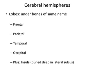 Cerebral hemispheres
• Lobes: under bones of same name
– Frontal
– Parietal
– Temporal
– Occipital
– Plus: Insula (buried deep in lateral sulcus)
 