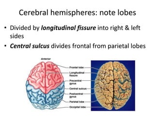 Cerebral hemispheres: note lobes
• Divided by longitudinal fissure into right & left
sides
• Central sulcus divides frontal from parietal lobes
 