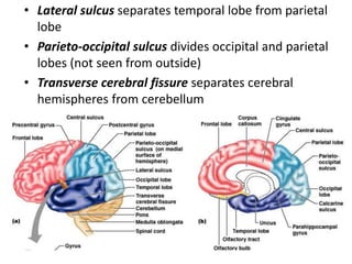 • Lateral sulcus separates temporal lobe from parietal
lobe
• Parieto-occipital sulcus divides occipital and parietal
lobes (not seen from outside)
• Transverse cerebral fissure separates cerebral
hemispheres from cerebellum
 