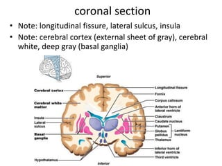 coronal section
• Note: longitudinal fissure, lateral sulcus, insula
• Note: cerebral cortex (external sheet of gray), cerebral
white, deep gray (basal ganglia)
 