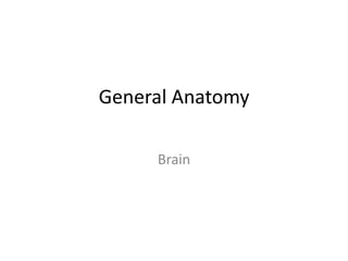 General Anatomy
Brain
 