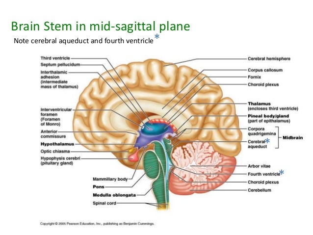 General anatomy 19 (b)