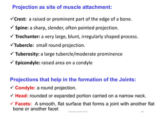 Small Rounded Projection General Anatomy IN DETAIL 4Med Stdss.pdf