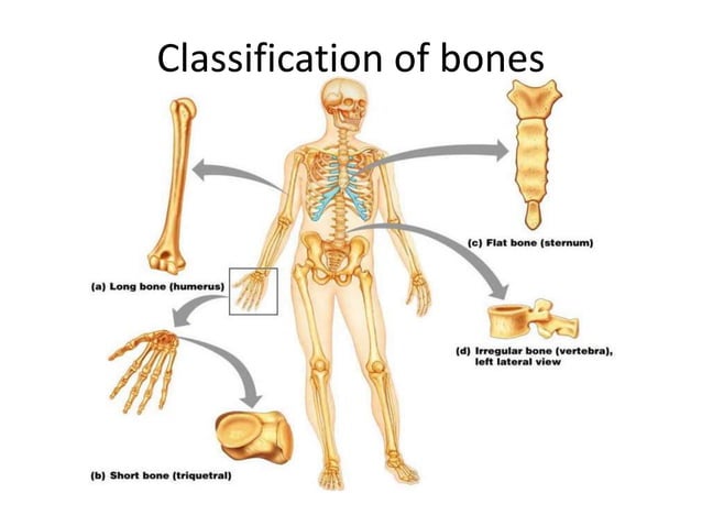 General anatomy and physiology bones.pptx