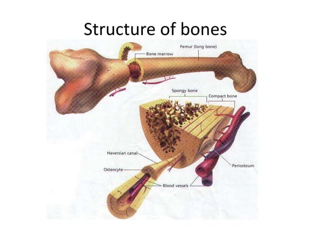 BONES ANATOMY AND PHYSIOLOGY visual data 7