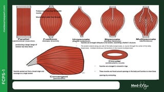 GENERAL ANATOMY of upper limb lower limb.pptx