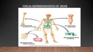 VISUAL REPRESNETATION OF BONE
SHAPES
 