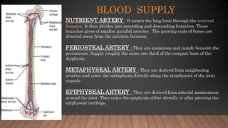 BLOOD SUPPLY
NUTRIENT ARTERY : It enters the long bone through the nutrient
foramen. It then divides into ascending and descending branches. These
branches gives of smaller parallel arteries . The growing ends of bones are
directed away from the nutrient foramen.
PERIOSTEAL ARTERY : They are numerous and ramify beneath the
periosteum. Supply roughly the outer one third of the compact bone of the
diaphysis.
METAPHYSEAL ARTERY : They are derived from neighboring
arteries and enter the metaphysis directly along the attachment of the joint
capsule.
EPIPHYSEAL ARTERY : They are derived from arterial anastomosis
around the joint. They enter the epiphysis either directly or after piercing the
epiphyseal cartilage.
 