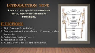 INTRODUCTION : BONE
Bone is a hard specialized connective
tissue, highly vascularized and
mineralized.
FUNCTIONS :
1. Rigid framework to the body
2. Provides surface for attachment of muscle, tendons,
ligaments.
3. Protection of certain viscera
4. Production of RBCs.
5. Storehouse of Calcium and Phosphorus.
 