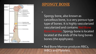 SPONGY BONE
•
Spongy bone, also known as
cancellous bone, is a very porous type
type of bones. It is highly vascularized
vascularized and contains Red Bone
Bone Marrow. Spongy bone is located
located at the ends of the long bones
bones (the epiphyses).
• Red Bone Marrow produces RBCs,
WBCs and Platelets.
 