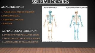 AXIAL SKELETON:
1. FORMS LONG AXIS OF THE BODY
2. BONES OF SKULL
3. VERTEBRAL COLUMN
4. RIB CAGE
APPENDICULAR SKELETON:
1. BONES OF UPPER AND LOWER LIMBS
2. SHOULDER AND HIP BONES (GIRDLES)
3. ATTACH LIMBS TO AXIAL SKELETON
SKELETAL LOCATION
 
