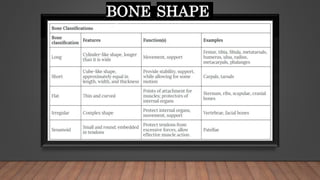 BONE SHAPE
 