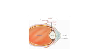 GENERAL ANATOMY OF EYE and its structures | PPTX