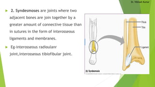 Dr. Vibhash Kumar
 2. Syndesmoses are joints where two
adjacent bones are join together by a
greater amount of connective tissue than
in sutures in the form of interosseous
ligaments and membranes.
 Eg-interosseous radioulanr
joint,interosseous tibiofibular joint.
 