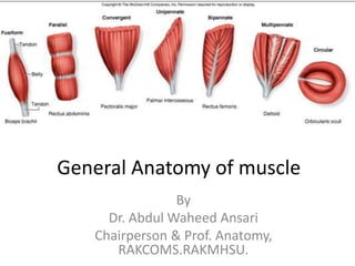 General Anatomy of muscle
By
Dr. Abdul Waheed Ansari
Chairperson & Prof. Anatomy,
RAKCOMS.RAKMHSU.
 