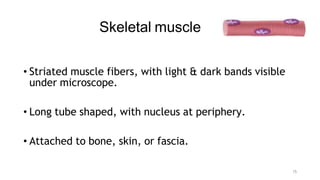 Introduction to General Anatomy of Muscle.pdf