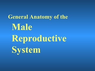 General Anatomy of the
Male
Reproductive
System
 