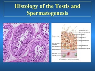 General anatomy of the male reproductive system | PPT