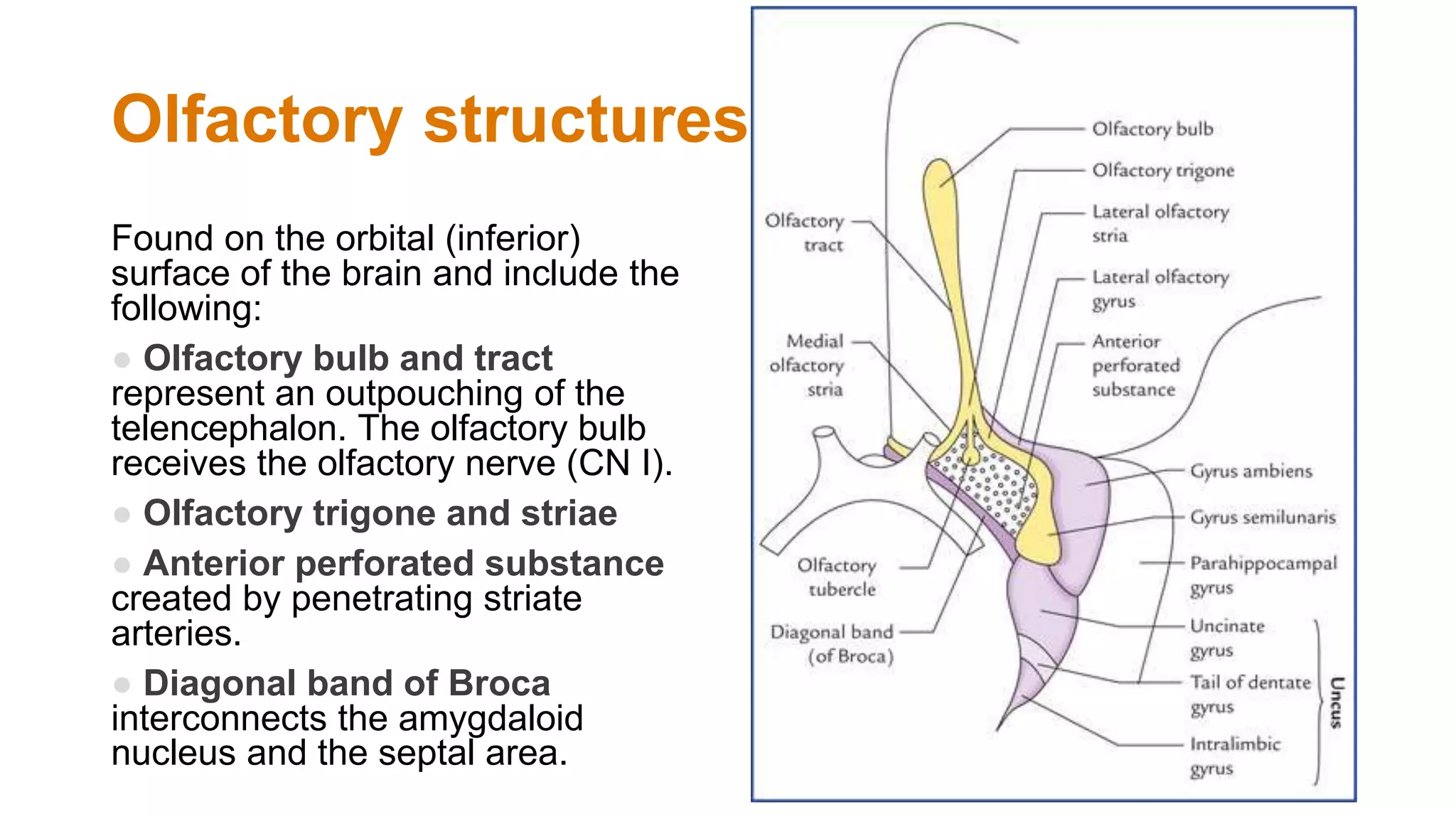 General Anatomy of the Skull and Central Nervous.pptx