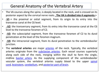 General Anatomy of the Vertebral Artery
• The VA courses along the spine, is deeply located in the neck, and is crossed on its
posterior aspect by the cervical nerve roots . The VA is divided into 4 segments->
• -VI:-> the proximal or ostial segment, from its origin to its entry into the
transverse canal at the C6 level.
• -V2: the transversary segment, from its entry into the transverse canal at the C6
level to the transverse foramen of C2.
• -V3: the suboccipital segment, from the transverse foramen of C2 to its dural
penetration at the level of the foramen magnum.
• -V4: the intracranial segment, from its dural penetration to the vertebrobasilar
junction.
• The vertebral arteries are major arteries of the neck. Typically, the vertebral
arteries originate from the subclavian arteries. Each vessel courses superiorly
along each side of the neck, merging within the skull to form the single,
midline basilar artery. As the supplying component of the vertebrobasilar
vascular system, the vertebral arteries supply blood to the upper spinal
cord, brainstem, cerebellum, and posterior part of brain.
 