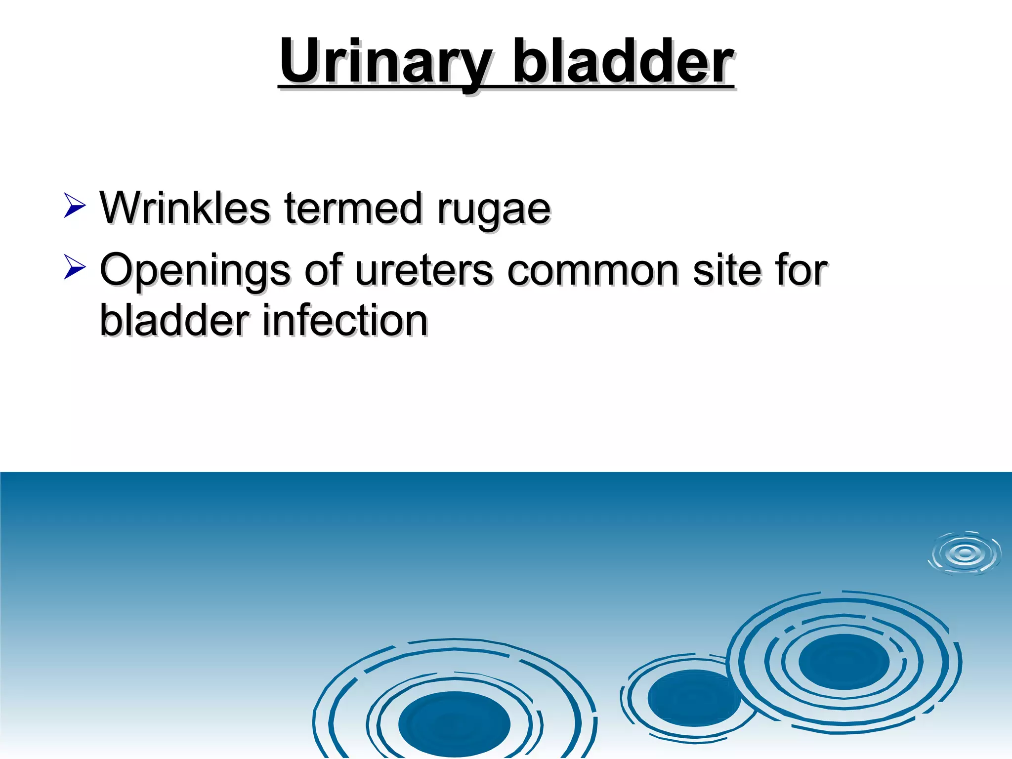 General anatomy of urinary system ppt | PPT