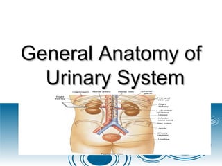 General Anatomy ofGeneral Anatomy of
Urinary SystemUrinary System
 
