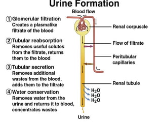 URINE ELIMINATIONURINE ELIMINATION
Urination (micturition)Urination (micturition)
 ~200 ml of urine held~200 ml of urine ...