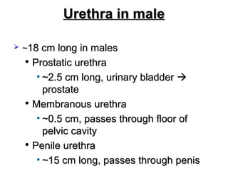 General anatomy of urinary system ppt