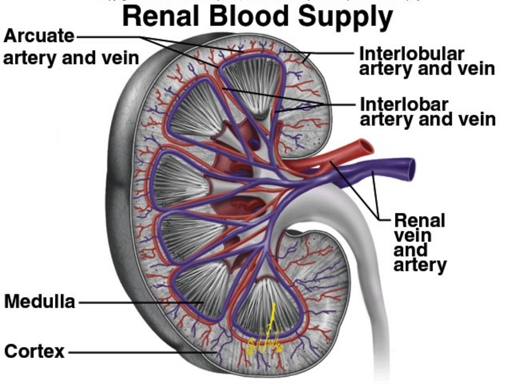 General anatomy of urinary system ppt