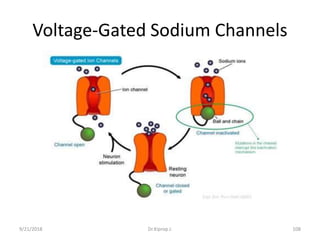 Voltage-Gated Sodium Channels
9/21/2018 108Dr.Kiprop J.
 