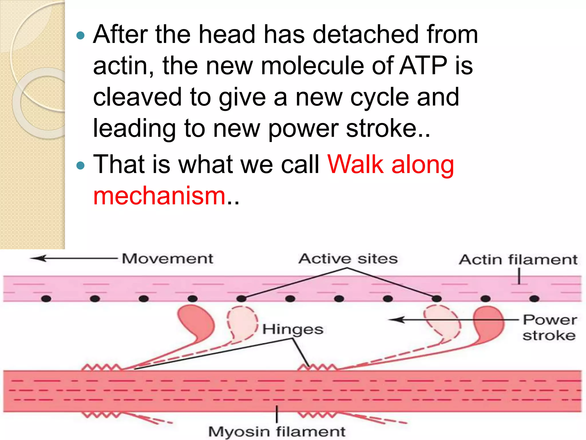 General and molecular mechanism of Muscle contraction | PPTX