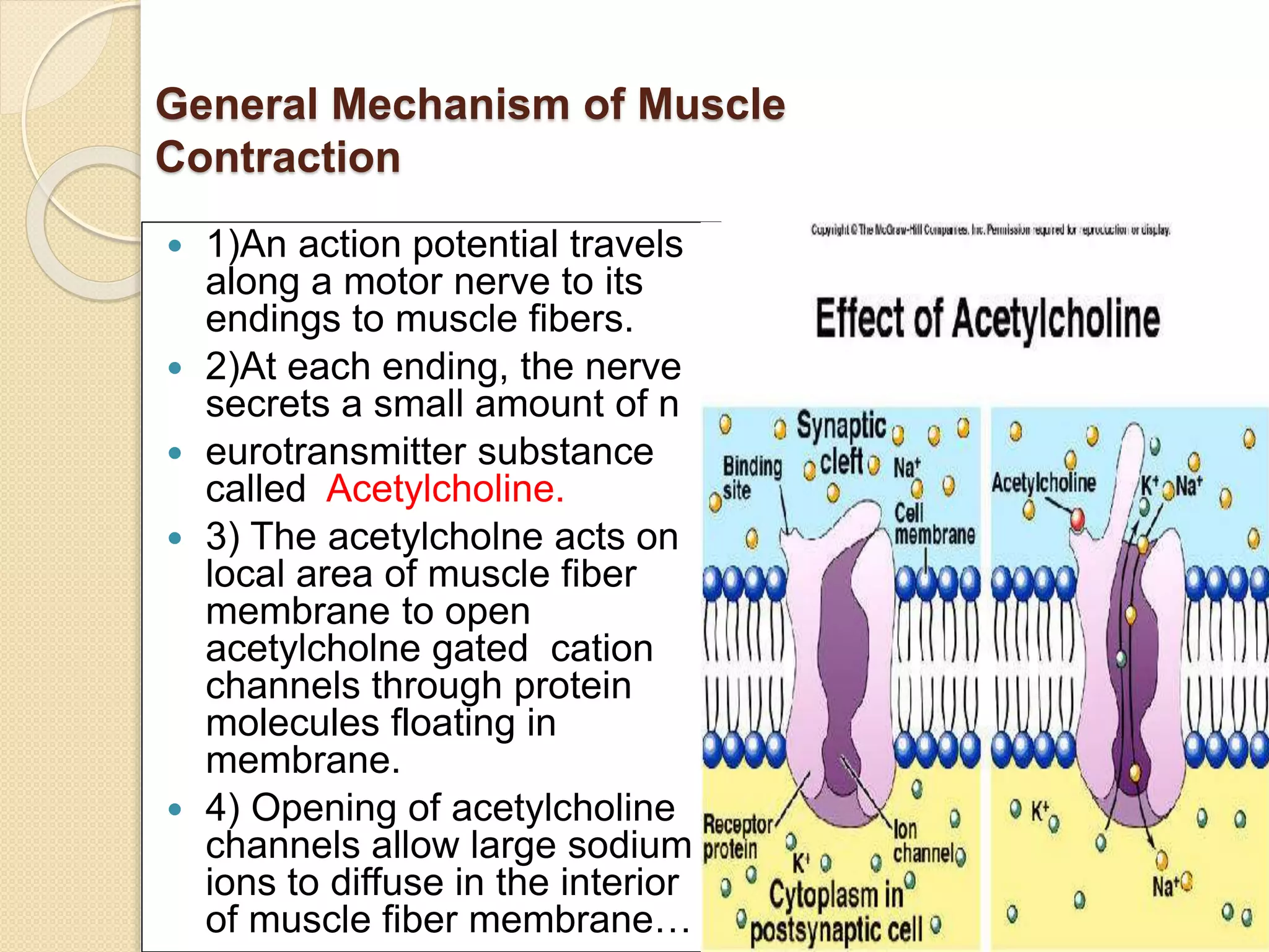 General and molecular mechanism of Muscle contraction | PPTX