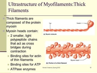 General and molecular mechanism of Muscle contraction | PPTX